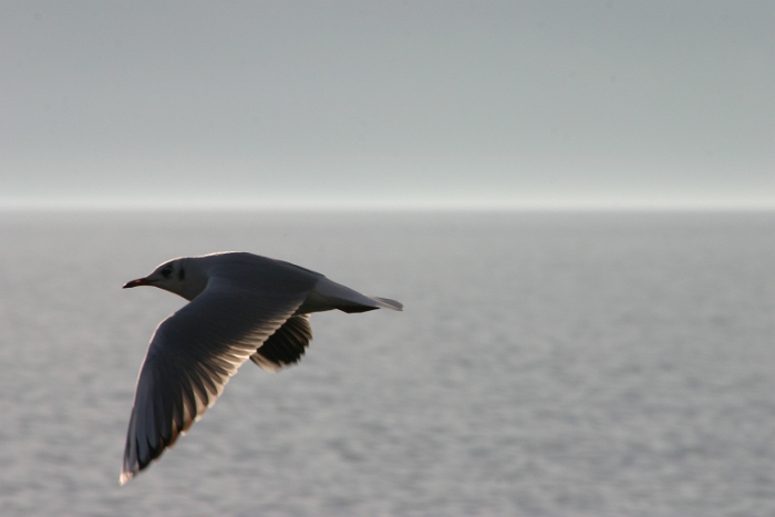 Mouettes - cygnes Vevey - 003